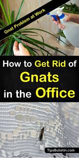 We did not find results for: 3 Simple Ways To Get Rid Of Gnats In The Office How To Get Rid Of Gnats How To Get Rid Gnats