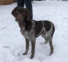 German shorthaired pointer · coldwater, oh. Monty German Shorthaired Pointer Puppy Male For Sale In Patmos Ohio Classified Americanlisted Com