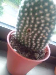 In fact, they are the best plant if you are a hands off type of gardener. My Cactus Has A Hole In It