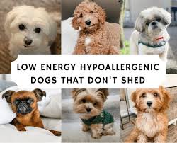 top 7 low energy hypoallergenic dogs