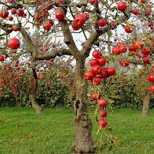 grow diffe varieties of apple trees