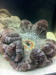 green carpet anemone help