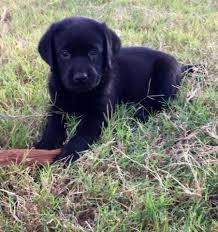 We strive to improve our breeding program whenever possible and, therefore, plan each litter looking for genetic soundness, temperament, conformation and workability. Akc English Lab Puppy For Sale In Gilbert Arizona Classified Americanlisted Com