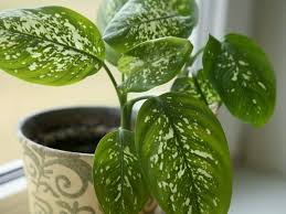 What Houseplants Are Toxic To Cats