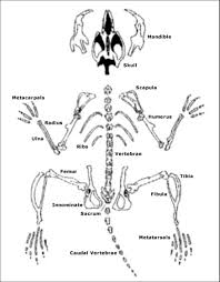 67 Faithful Owl Pellet Bone Identification Chart