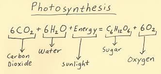 Photosynthesis