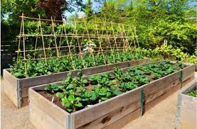 how to start a vegetable garden on a budget
