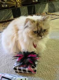 Image result for cats and wrapped christmas gifts