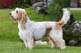 The basset hound is a scent hound that was bred to track rabbits. Grand Basset Griffon Vendeen Dog Breed Information American Kennel Club