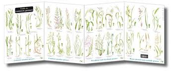 Fold Out Id Chart Grasses