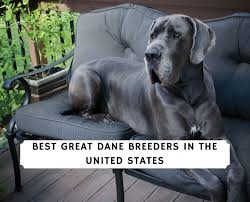 Pitbull great dane mix breeds will inherit intelligence and loyalty from both parents, but will definitely need training and socialization. 6 Best Great Dane Breeders In The United States 2021 We Love Doodles