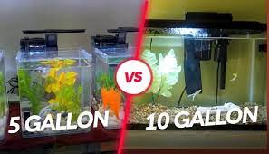 5 gallon vs 10 gallon fish tank which