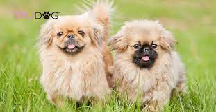 However, once it bonds with its owner, it is wholly devoted. Caring For Pekingese Puppies Trudog