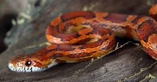 What Do Corn Snakes Eat 10 Foods In