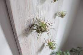 Diy Air Plant Wall Display Handmade