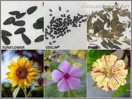 seed identification guide summer