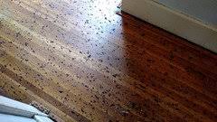 removed carpet pad residue from hardwood
