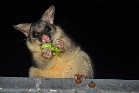 stops possums eating your garden