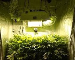 How Far Should Grow Lights Be From Cannabis Plants Grow