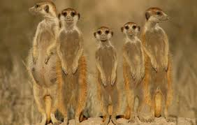 Image result for meerkat