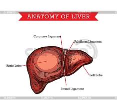 It appears reddish brown in appearance because of the immense amount of blood the liver is located in the upper right quadrant of the abdominal cavity, right below the diaphragm. Liver Stock Photos And Vektor Eps Clipart Cliparto