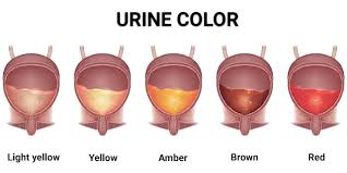 urine color say about your health