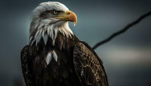 eagle stock photos images and
