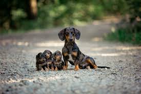 11 dachshund breeders in washington wa
