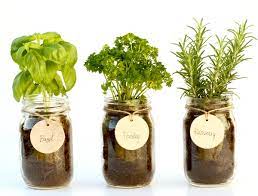 Mason Jar Herb Garden Indoor Herbs