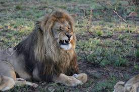 クスクス笑うライオンの写真素材・画像素材 Image 2575737