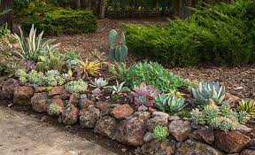 Best Succulents For Your Garden The