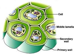 A cell wall, a large central vacuole, and chloroplasts. Plant Cell Accessscience From Mcgraw Hill Education