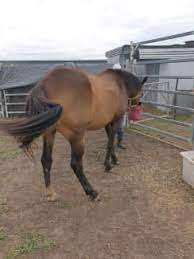 yarra ranges vic horses ponies