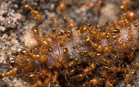 eliminating fire ants with boric acid