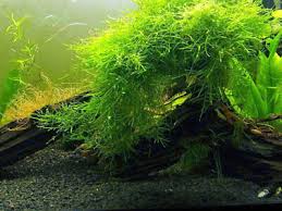 java moss portion carpet aquatic plant