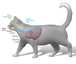 No specific therapeutic interventions are needed for most affected dogs and cats. Respiratory Infections Cornell University College Of Veterinary Medicine