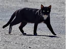 Risultati immagini per gatto nero