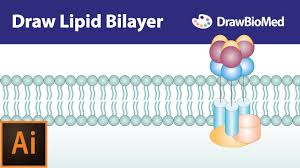 draw cell membrane in adobe ilrator