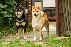 ɕiba inɯ) is a breed of hunting dog from japan. Japanese Shiba Inu Hunde Informationen Zu Den Rassen Omlet