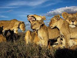 female lions run the pride