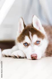 red siberian husky puppy with blue eyes