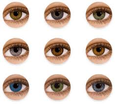 A simple lens consists of a single piece of transparent material. Coloured Contact Lenses Buying Guide Specsavers Australia