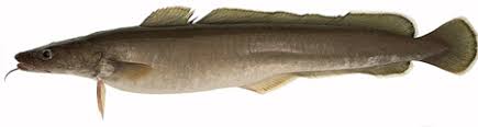 Résultat de recherche d'images pour "poisson julienne"