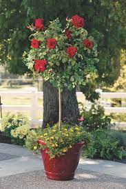 How To Grow Patio Roses In Containers