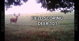 Field Scoring A Deer 101 Buckscore