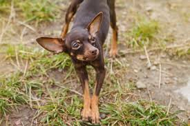 russian toy terrier stands on lawn