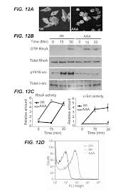 Us20130072433a1 Inhibitors Of Beta Integrin G Protein