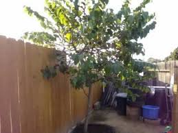 Cherimoya Tree My Goal To Get One Fruit Part 5 Youtube