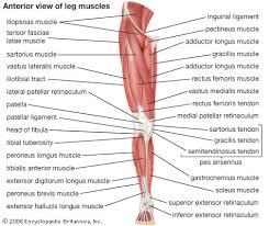 We all have the same main leg muscles: Quadriceps Femoris Muscle Anatomy Britannica
