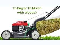Does mowing lawn spread weeds?